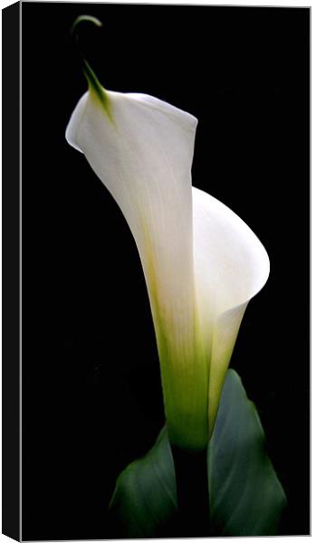 calla lily Canvas Print by Heather Newton