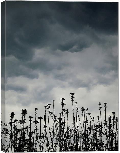 storm clouds over the apple tree Canvas Print by Heather Newton