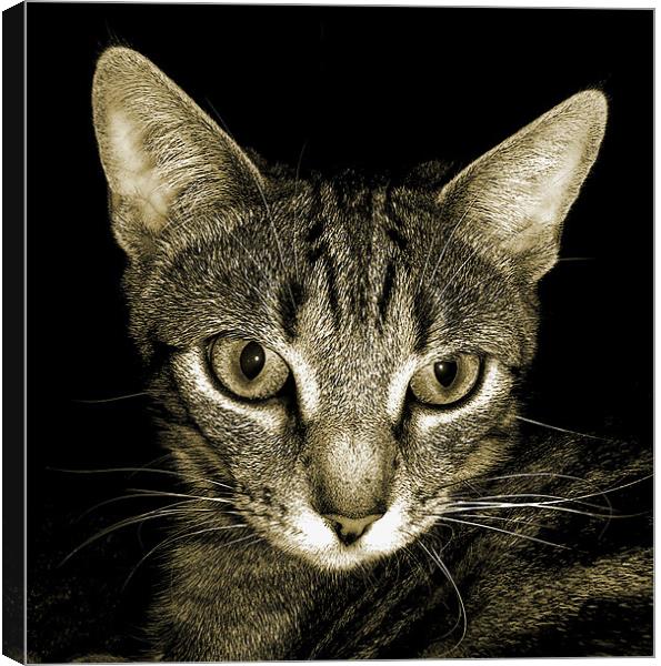 tabby cat in sepia Canvas Print by Heather Newton