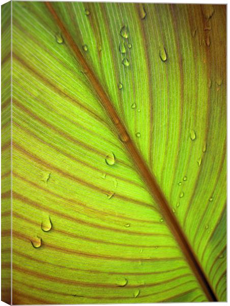 catching the raindrops Canvas Print by Heather Newton