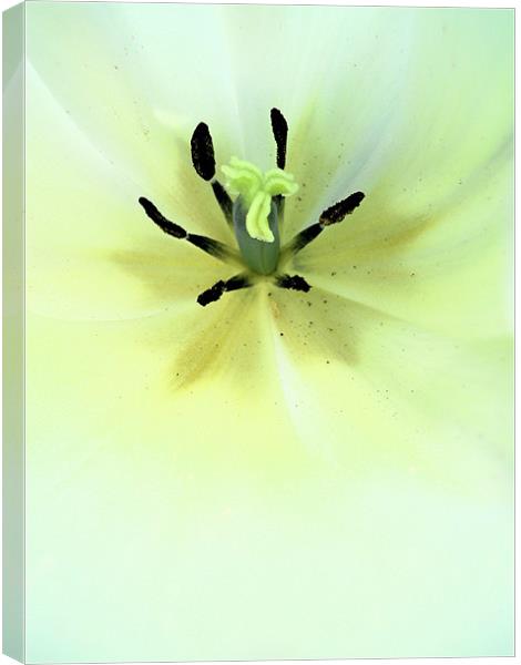 white tulip Canvas Print by Heather Newton