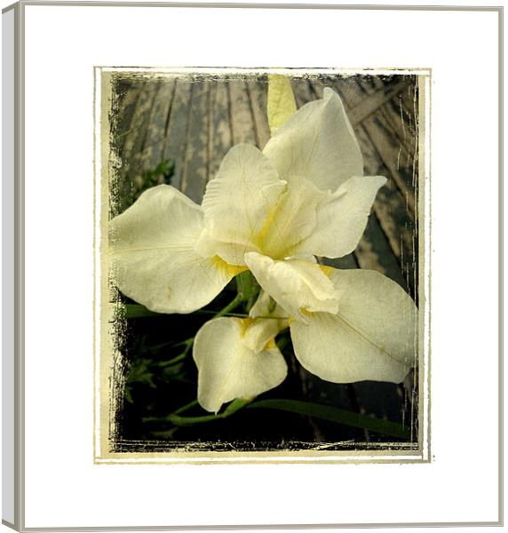 antique lily Canvas Print by Heather Newton