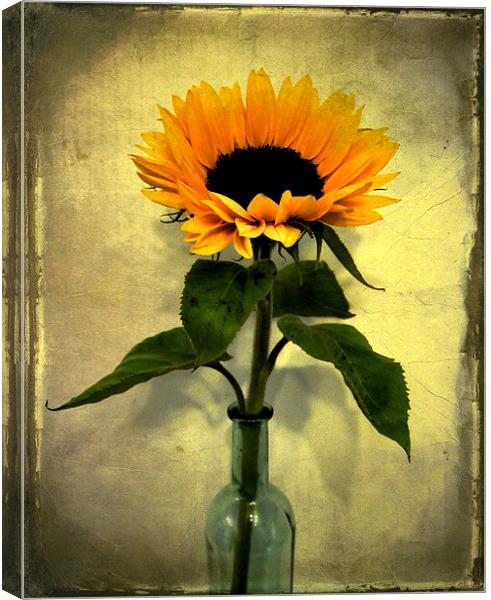 vintage sunflower Canvas Print by Heather Newton