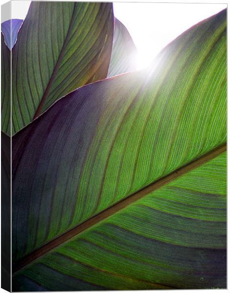 morning sunlight Canvas Print by Heather Newton