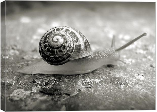 little snail Canvas Print by Heather Newton