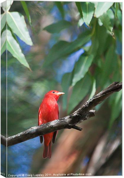 Red Summer Tanager Canvas Print by Craig Lapsley