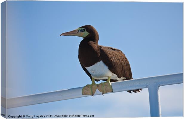 Brown Booby resting Canvas Print by Craig Lapsley