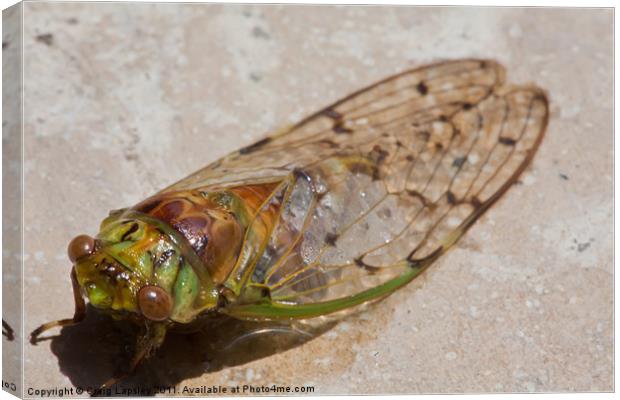 cicada drying out Canvas Print by Craig Lapsley