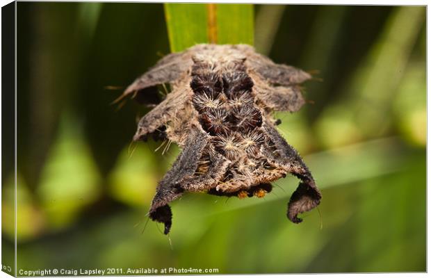 Hag Moth Caterpillar Canvas Print by Craig Lapsley