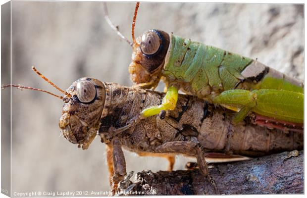 two crickets mating Canvas Print by Craig Lapsley