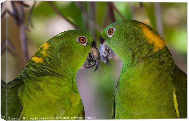 two yellow naped parrots Canvas Print by Craig Lapsley