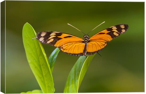 orange and black butterfly Canvas Print by Craig Lapsley