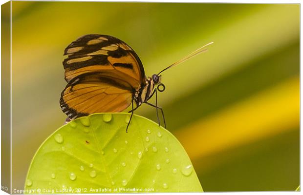 orange butterfly profile Canvas Print by Craig Lapsley