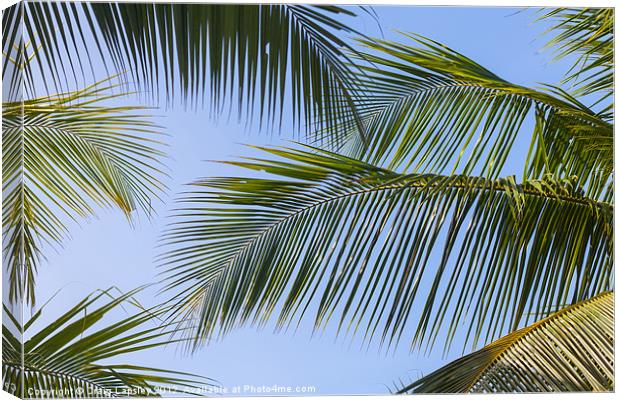 clear sky through palm fronds Canvas Print by Craig Lapsley