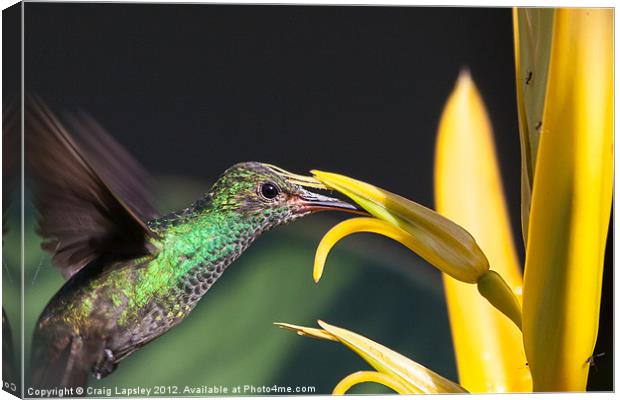 hummingbird feeding Canvas Print by Craig Lapsley