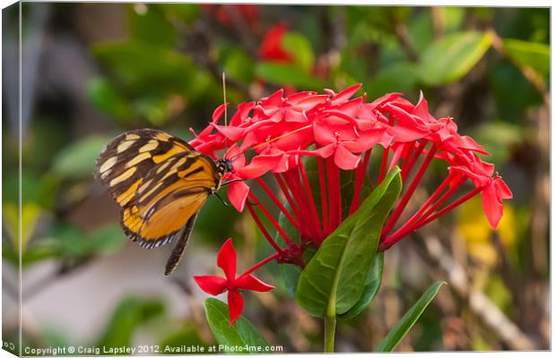 Red flowers with butterfly Canvas Print by Craig Lapsley