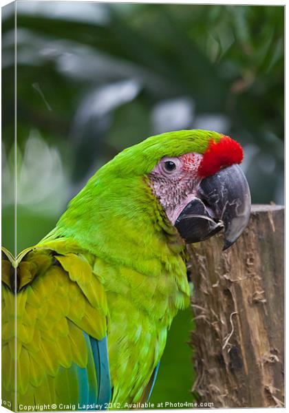 Great Green Macaw Canvas Print by Craig Lapsley