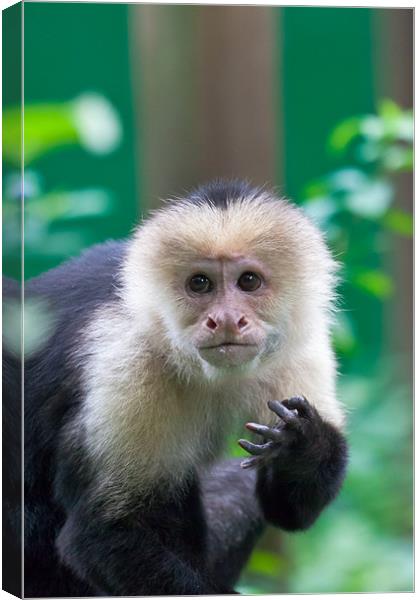 white-faced capuchin monkey Canvas Print by Craig Lapsley