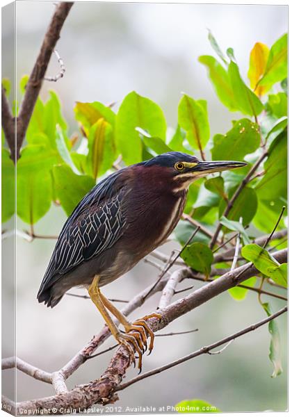 Green Heron in a tree Canvas Print by Craig Lapsley