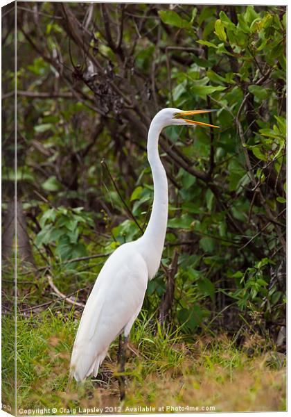 Great Egret on land Canvas Print by Craig Lapsley