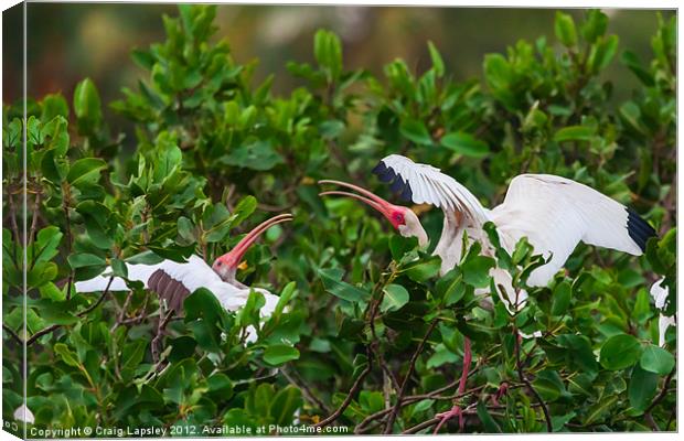 two white ibis Canvas Print by Craig Lapsley