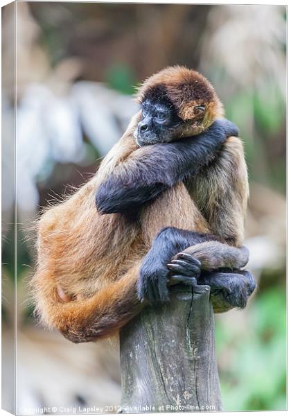 Spider Monkey bored Canvas Print by Craig Lapsley