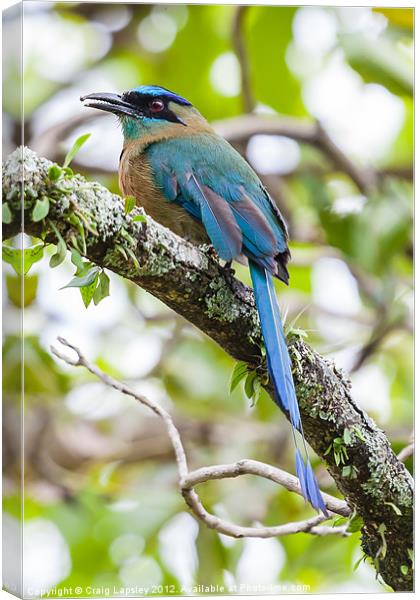 Blue-crowned Motmot Canvas Print by Craig Lapsley