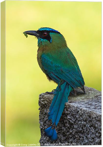 Blue crowned Motmot with a caterpillar Canvas Print by Craig Lapsley