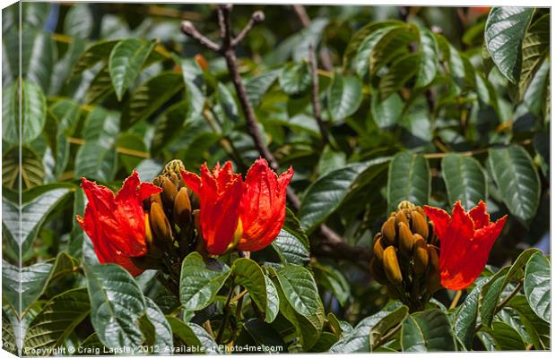 Red flowering tree Canvas Print by Craig Lapsley