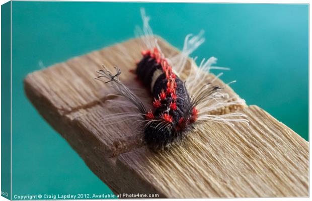 hairy punk Caterpillar Canvas Print by Craig Lapsley