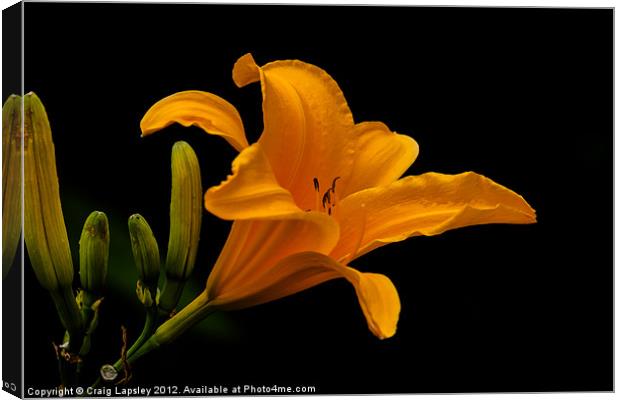 orange lily Canvas Print by Craig Lapsley