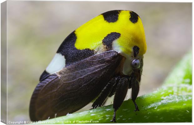 yellow and black treehopper Canvas Print by Craig Lapsley