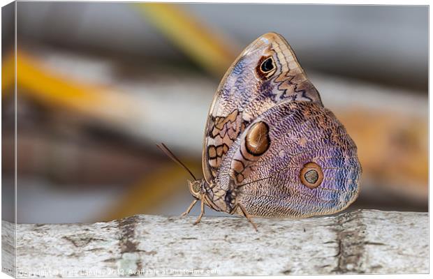 Owl Butterfly Canvas Print by Craig Lapsley