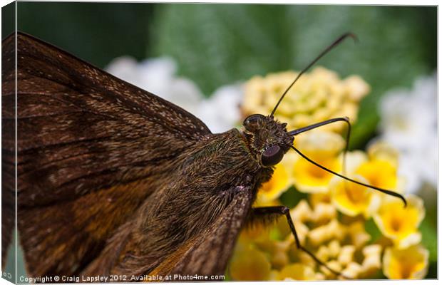 skipper Butterfly close-up Canvas Print by Craig Lapsley
