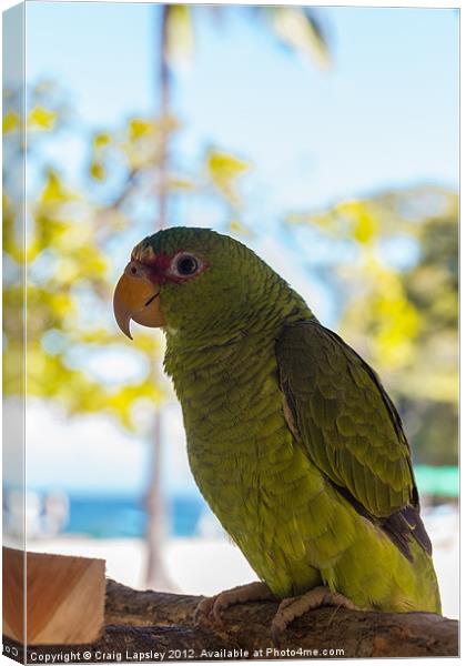 baby parrot Canvas Print by Craig Lapsley