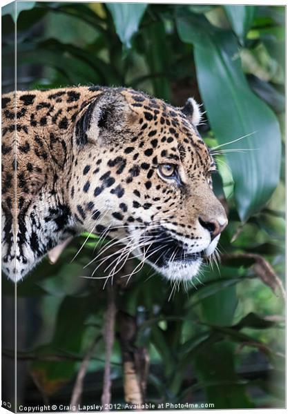 Jaguar big cat Canvas Print by Craig Lapsley
