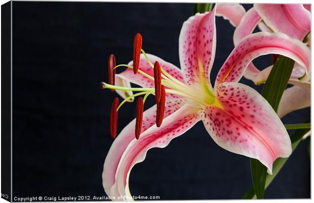 oriental lily Canvas Print by Craig Lapsley