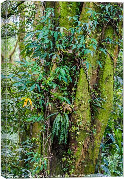 shades of green Canvas Print by Craig Lapsley