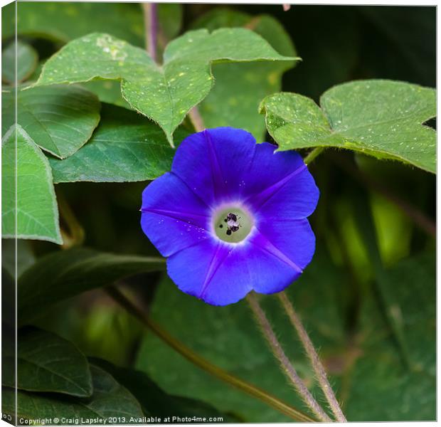 morning glory Canvas Print by Craig Lapsley