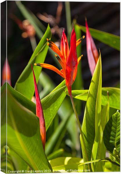 parrots flower Heliconia Canvas Print by Craig Lapsley