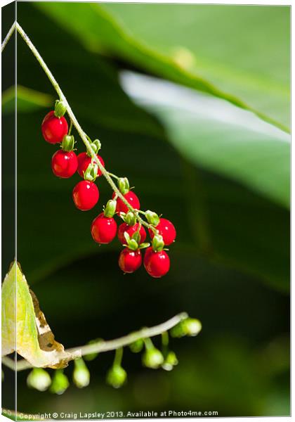 bright red berries Canvas Print by Craig Lapsley