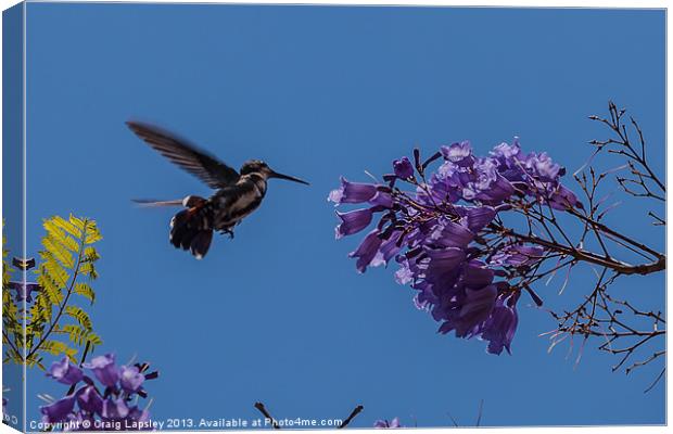 hummingbird feeding on a Jacaranda tree Canvas Print by Craig Lapsley