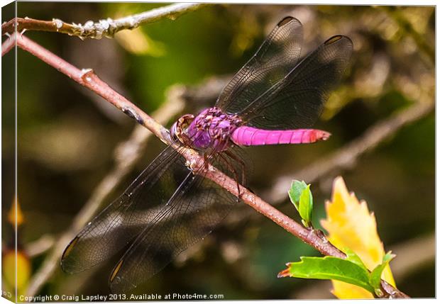 purple dragonfly Canvas Print by Craig Lapsley