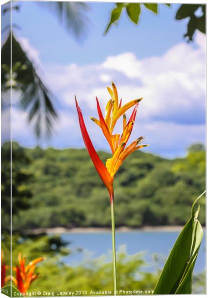 Parrots flower, Heliconia Canvas Print by Craig Lapsley