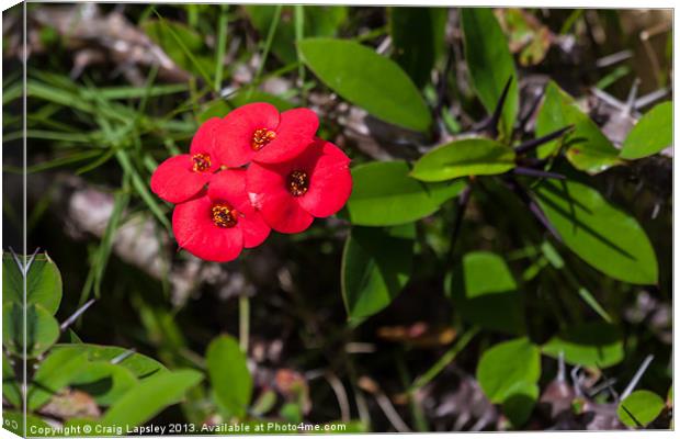 Crown of thorns flowers Canvas Print by Craig Lapsley