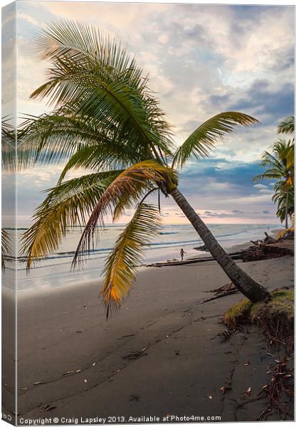 Palm tree on beach at dusk Canvas Print by Craig Lapsley