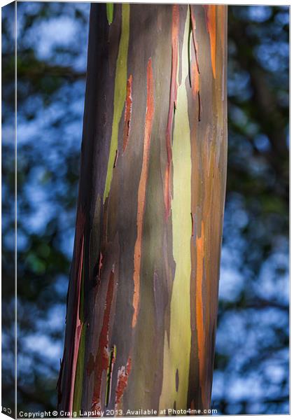Eucalyptus tree bark Canvas Print by Craig Lapsley
