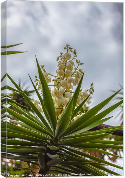 Yucca plant in flower Canvas Print by Craig Lapsley