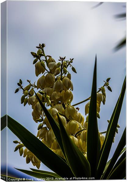 flowering yucca plant Canvas Print by Craig Lapsley