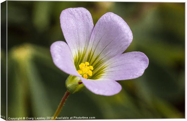 lilac oxalis with typical 5 petals Canvas Print by Craig Lapsley